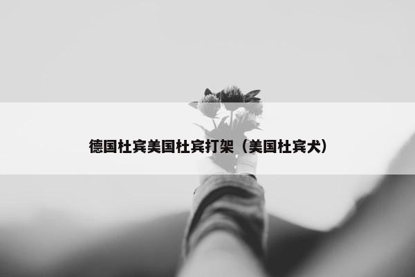 德国杜宾美国杜宾打架（美国杜宾犬）