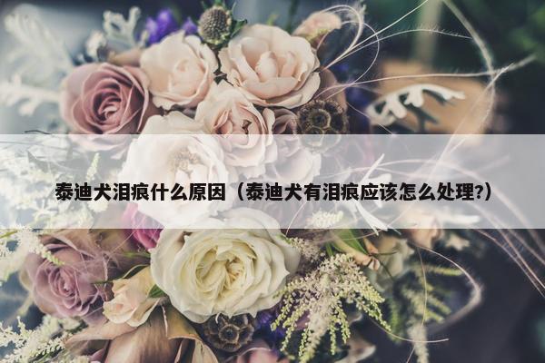 泰迪犬泪痕什么原因（泰迪犬有泪痕应该怎么处理?）