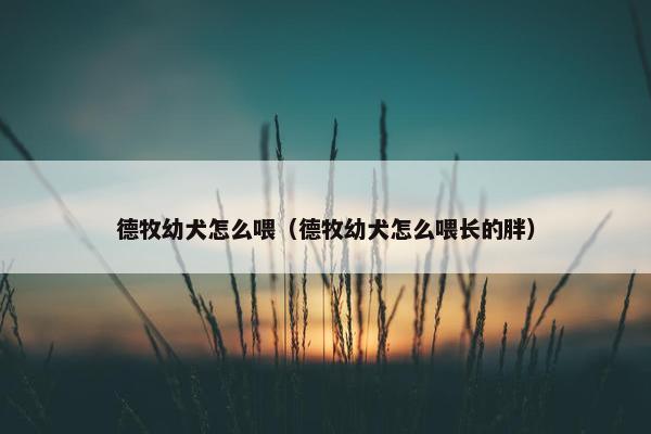德牧幼犬怎么喂（德牧幼犬怎么喂长的胖）