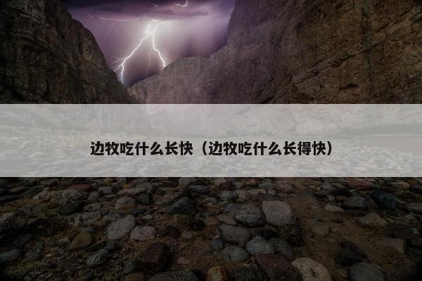 边牧吃什么长快（边牧吃什么长得快）