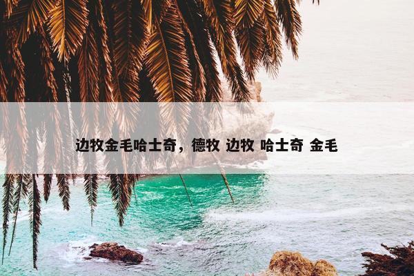 边牧金毛哈士奇，德牧 边牧 哈士奇 金毛