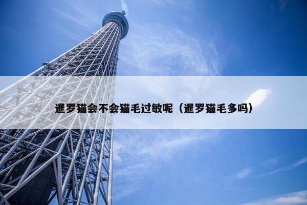 暹罗猫会不会猫毛过敏呢（暹罗猫毛多吗）