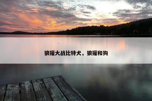狼獾大战比特犬，狼獾和狗