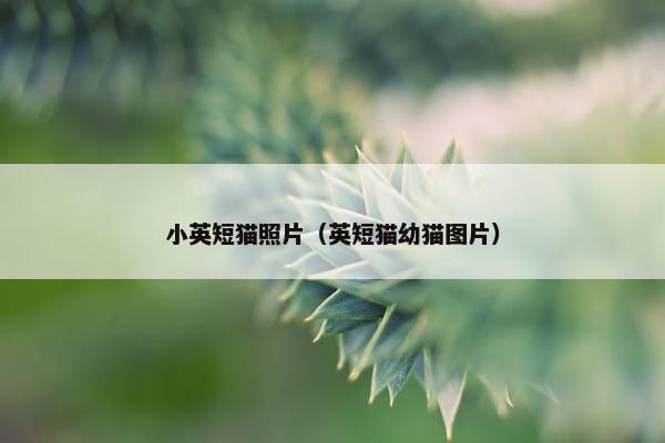 小英短猫照片（英短猫幼猫图片）