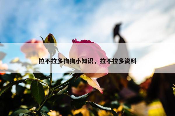 拉不拉多狗狗小知识，拉不拉多资料