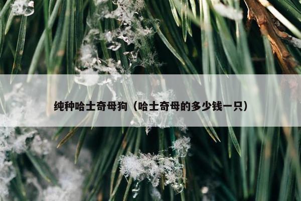 纯种哈士奇母狗（哈士奇母的多少钱一只）