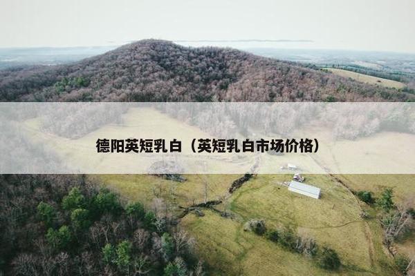 德阳英短乳白（英短乳白市场价格）