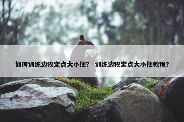 如何训练边牧定点大小便？ 训练边牧定点大小便教程？