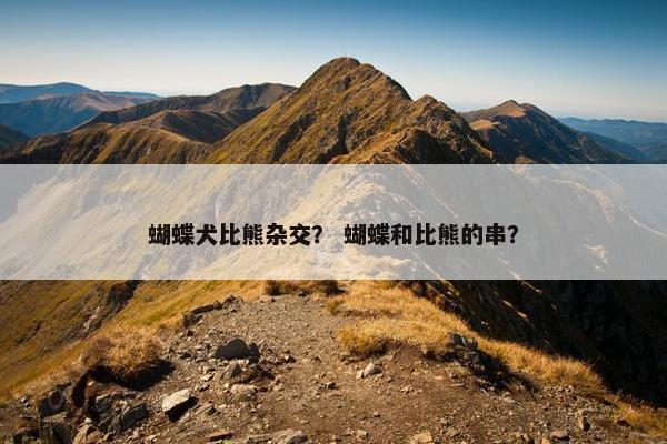 蝴蝶犬比熊杂交？ 蝴蝶和比熊的串？