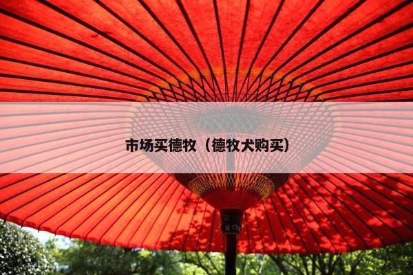 市场买德牧（德牧犬购买）