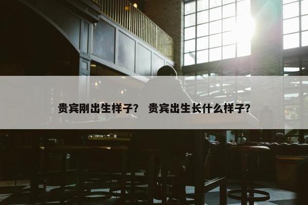 贵宾刚出生样子？ 贵宾出生长什么样子？