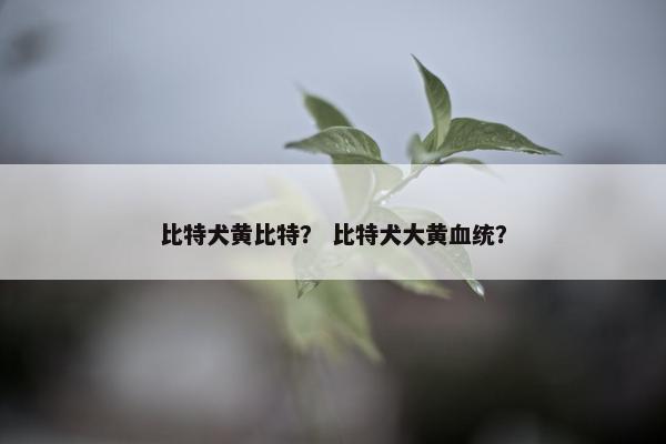 比特犬黄比特？ 比特犬大黄血统？