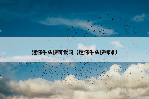 迷你牛头梗可爱吗（迷你牛头梗标准）