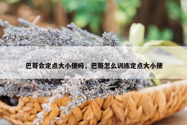 巴哥会定点大小便吗，巴哥怎么训练定点大小便