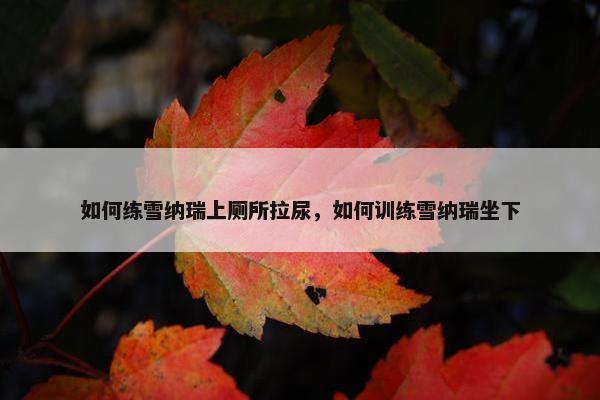 如何练雪纳瑞上厕所拉尿，如何训练雪纳瑞坐下