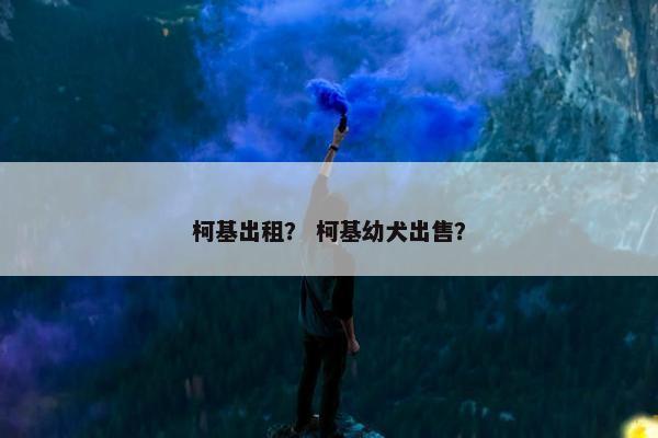 柯基出租？ 柯基幼犬出售？