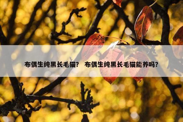 布偶生纯黑长毛猫？ 布偶生纯黑长毛猫能养吗？