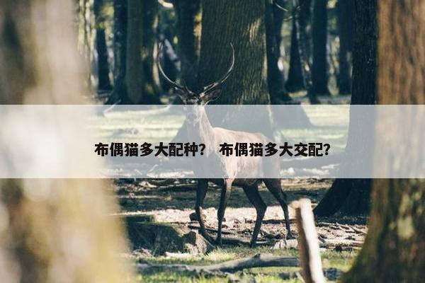 布偶猫多大配种？ 布偶猫多大交配？