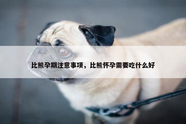 比熊孕期注意事项，比熊怀孕需要吃什么好