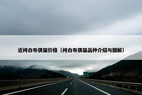 近纯白布偶猫价格（纯白布偶猫品种介绍与图解）