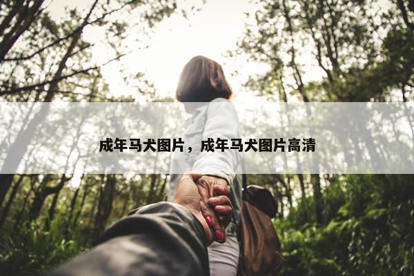 成年马犬图片，成年马犬图片高清