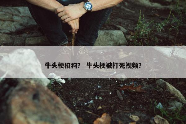 牛头梗掐狗？ 牛头梗被打死视频？
