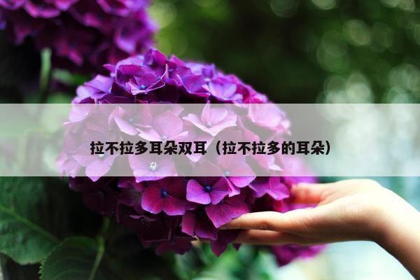 拉不拉多耳朵双耳（拉不拉多的耳朵）