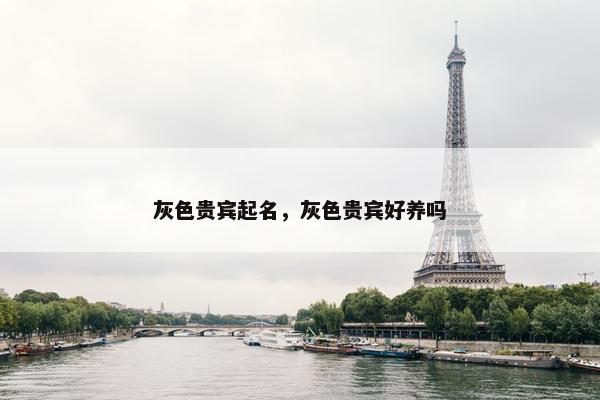 灰色贵宾起名，灰色贵宾好养吗