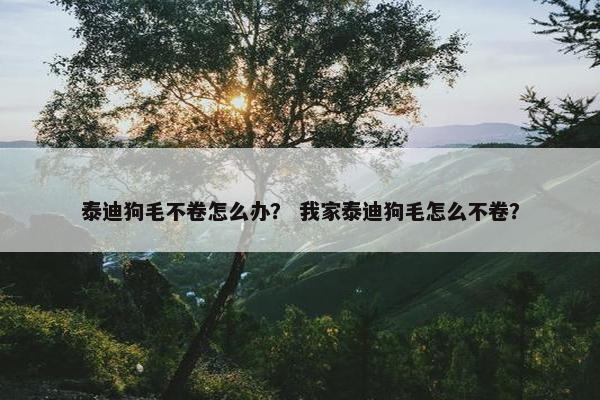 泰迪狗毛不卷怎么办？ 我家泰迪狗毛怎么不卷？