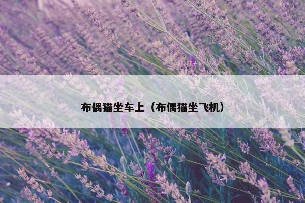 布偶猫坐车上（布偶猫坐飞机）