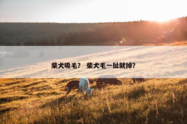 柴犬吸毛？ 柴犬毛一扯就掉？