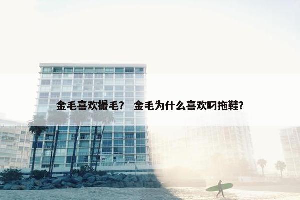 金毛喜欢撮毛？ 金毛为什么喜欢叼拖鞋？