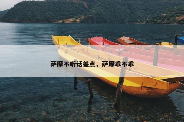 萨摩不听话差点，萨摩乖不乖