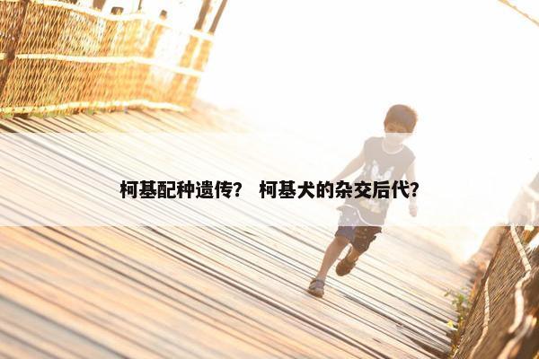 柯基配种遗传？ 柯基犬的杂交后代？