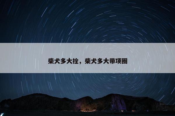 柴犬多大拴，柴犬多大带项圈