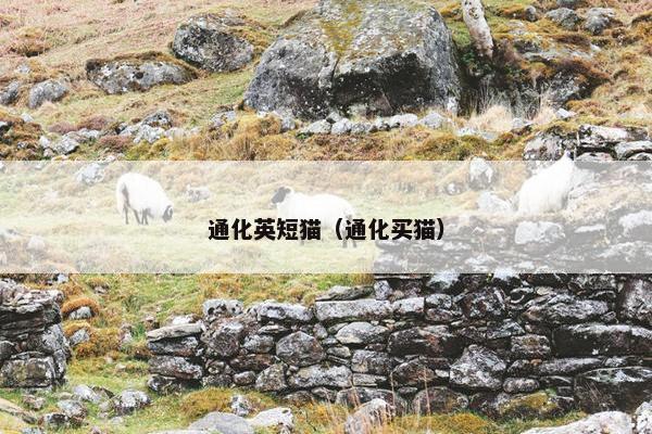 通化英短猫（通化买猫）