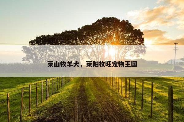 莱山牧羊犬，莱阳牧旺宠物王国