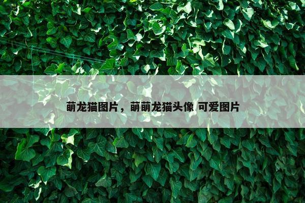 萌龙猫图片，萌萌龙猫头像 可爱图片