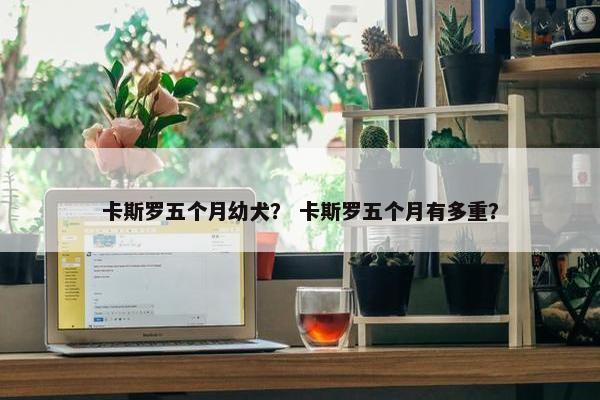 卡斯罗五个月幼犬？ 卡斯罗五个月有多重？