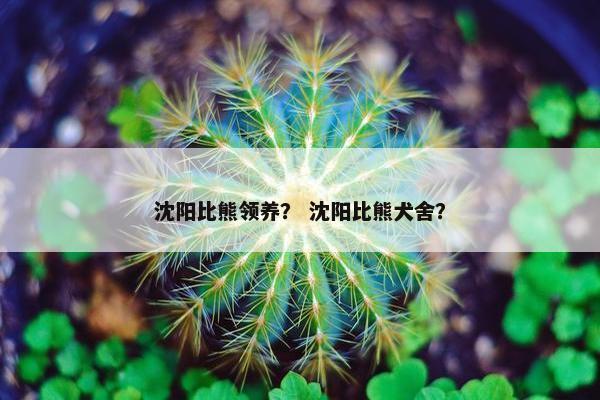 沈阳比熊领养？ 沈阳比熊犬舍？