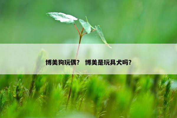 博美狗玩偶？ 博美是玩具犬吗？