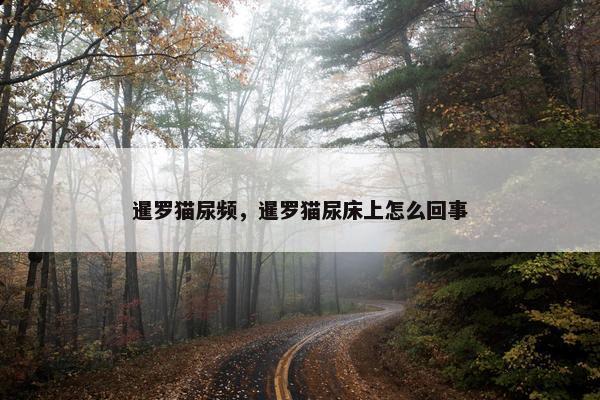 暹罗猫尿频，暹罗猫尿床上怎么回事