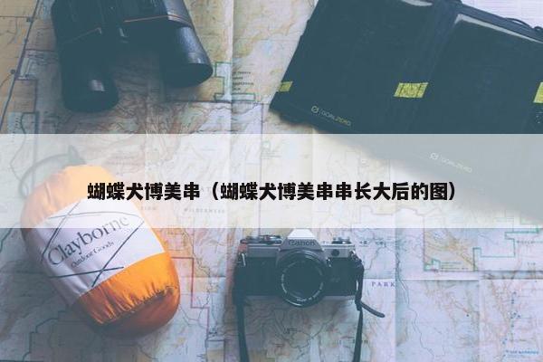 蝴蝶犬博美串（蝴蝶犬博美串串长大后的图）