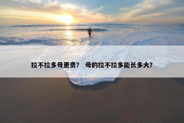 拉不拉多母更贵？ 母的拉不拉多能长多大？