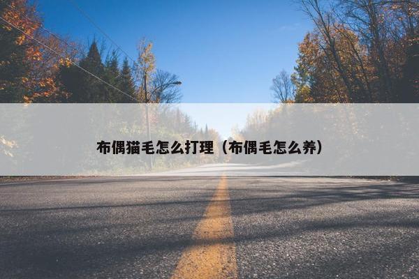 布偶猫毛怎么打理（布偶毛怎么养）