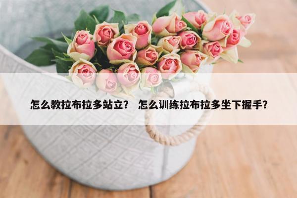 怎么教拉布拉多站立？ 怎么训练拉布拉多坐下握手？
