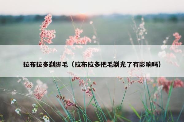 拉布拉多剃脚毛（拉布拉多把毛剃光了有影响吗）