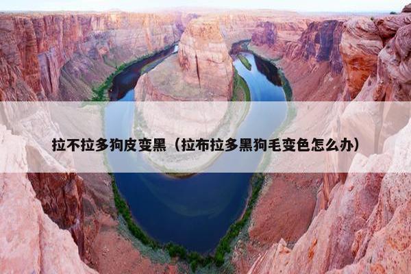 拉不拉多狗皮变黑（拉布拉多黑狗毛变色怎么办）