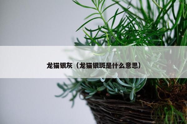 龙猫银灰（龙猫银斑是什么意思）