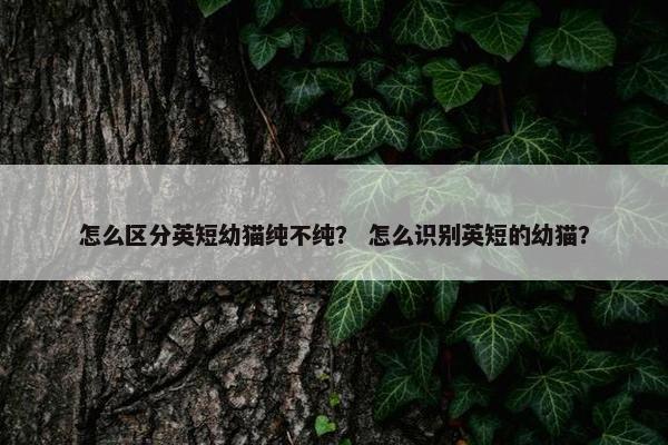 怎么区分英短幼猫纯不纯？ 怎么识别英短的幼猫？